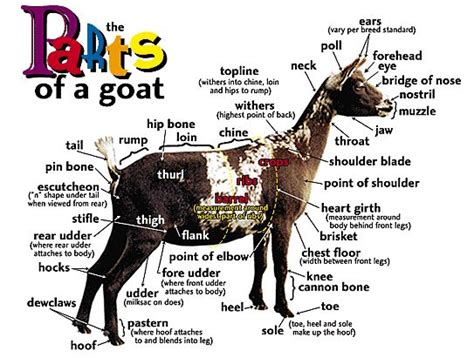 Male Goat Anatomy