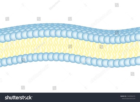 Cell Membrane Phospholipid Structure Basic Structure Stock Illustration ...