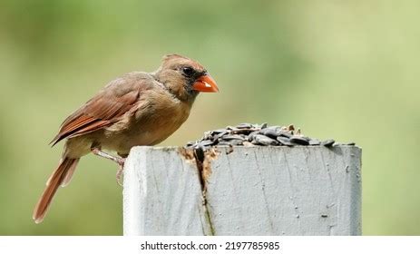 35 Male And Female Cardinal Bird Photos Images, Stock Photos & Vectors ...