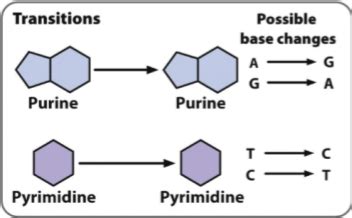 Chapter 18 - Gene Mutation and DNA Repair Flashcards | Quizlet