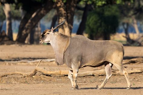 Big Eland Bull by Thomas Retterath on YouPic