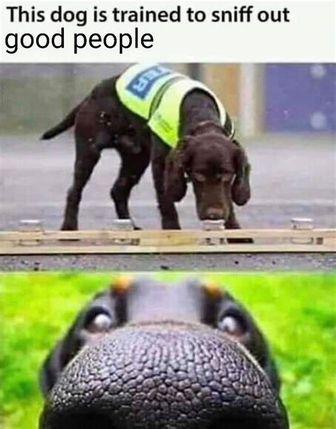 You're a good person that I care about. Doggo says: Who's a good person ...