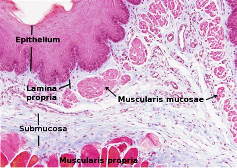 Esophagus Histology