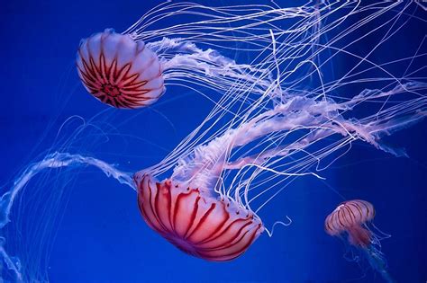 How Many Species of Jellyfish Are There? - WorldAtlas