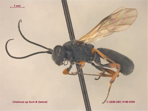 Cheloninae