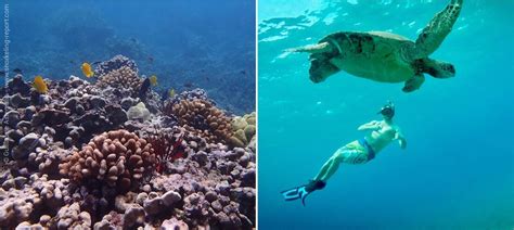 Snorkeling Maui, Hawaii | The best snorkeling spots in Maui