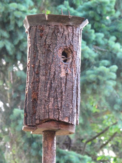 Bea that as it Mae.....: The Nuthatches and the Log Bird House