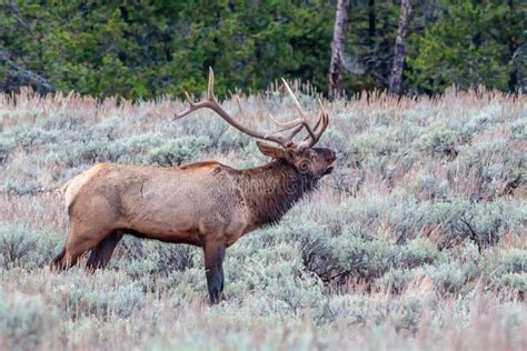 Bull Elk Bugling At Sunrise Stock Photo - Image of mammal, wildlife ...