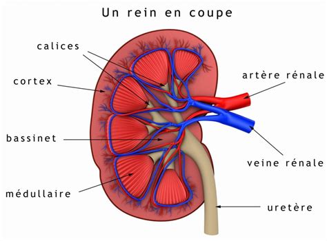 Les fonctions du rein - France Rein