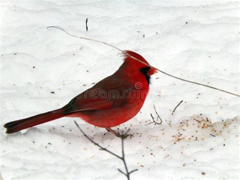 Cardinal Bird at Winter stock image. Image of winter - 271320011