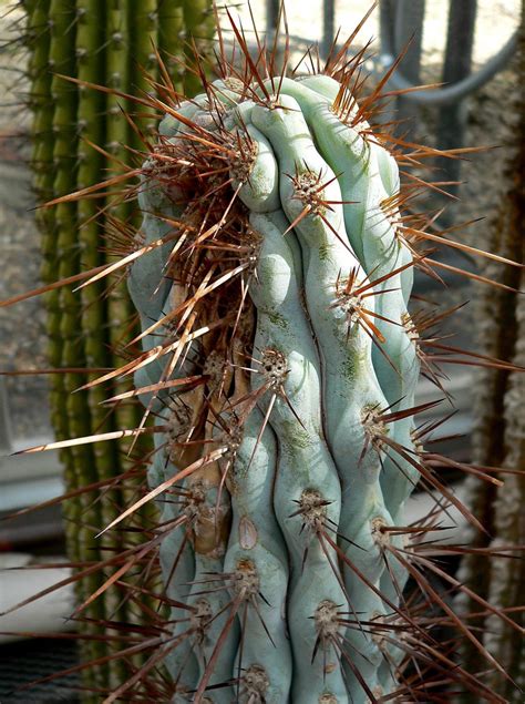 50+ Types of Cactus (With Pictures and Names)