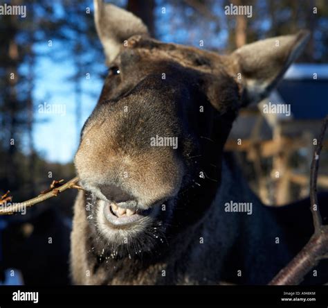 Smiling Moose, Lapland Sweden Stock Photo - Alamy