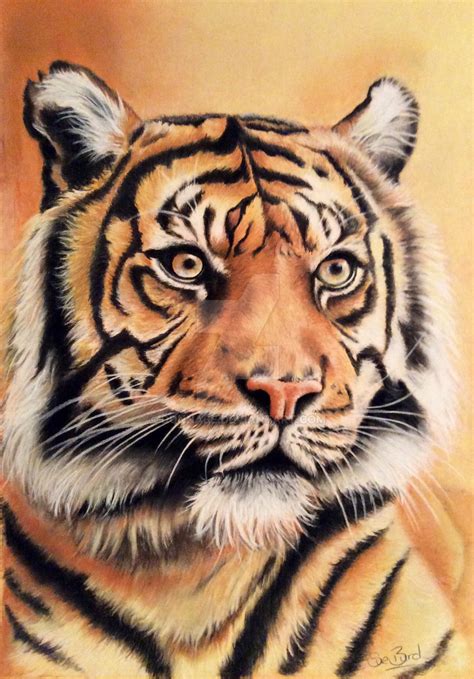 Tiger drawing by donnabe on DeviantArt