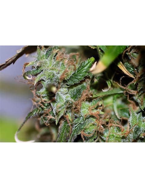 Original Afghani 1 (Seedsman) Regular Cannabis Seeds