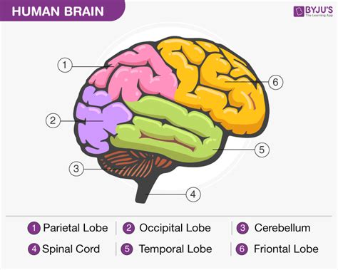 Diagram Of Brain with their Labelings and Detailed Explanation