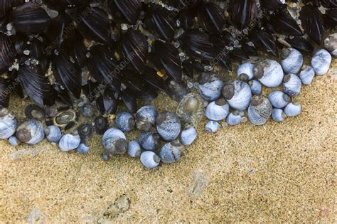 Intertidal animals of a rocky shore - Stock Image - C020/0189 - Science ...