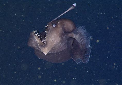 Anglerfish: Biology, bioluminescence and lifecycle | Live Science