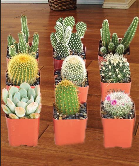 All Cactus Types - Animals