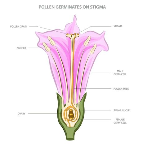 Plant Reproduction Diagram