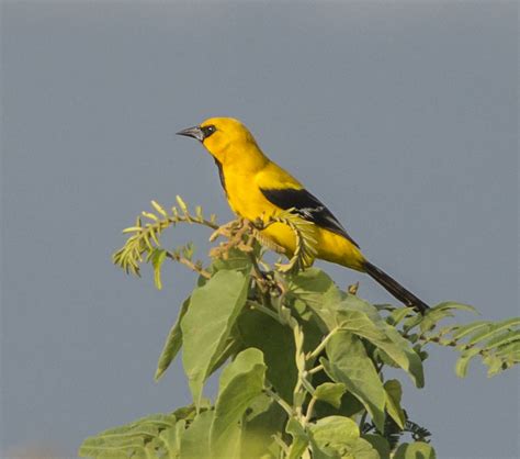 Yellow Oriole - Owen Deutsch Photography