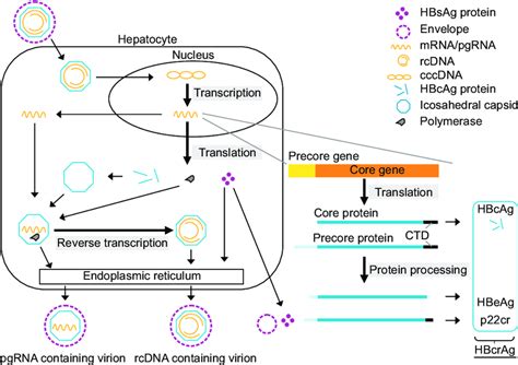 Schematic illustration of the hepatitis B virus (HBV) replication cycle ...