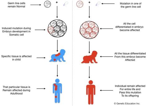 What Are Some Examples Of Gene Mutations: A Comprehensive Guide