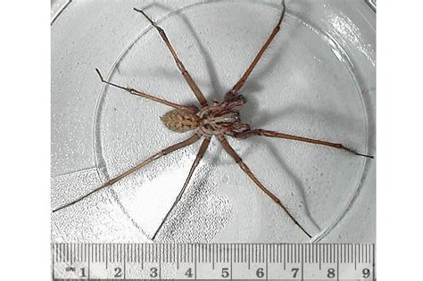 Hobo Spider Vs Giant House Spider