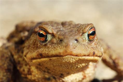 Ugly common toad portrait stock photo. Image of natural - 98208436