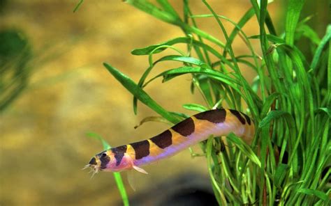 Kuhli Loach Care: Tank Requirements, Diet, and Breeding