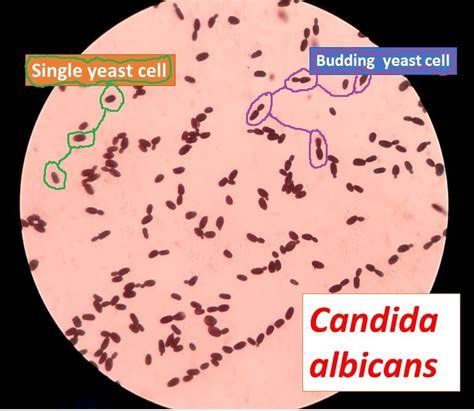 Candida Albicans Microscope Slide