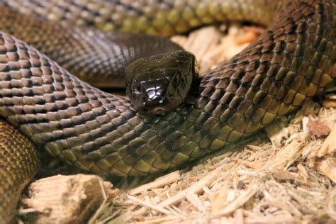 How Do Texas Venomous Snake Species Compare To The 10 Most Venomous ...