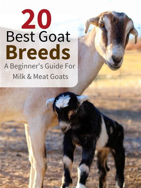 20 Best Goat Breeds