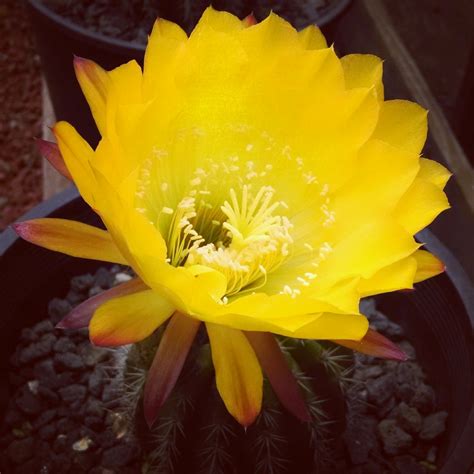 Cactus Jungle - San Francisco Bay Area - Cactus Flower Weekend