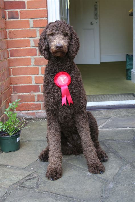 Brown Standard Poodle Puppies