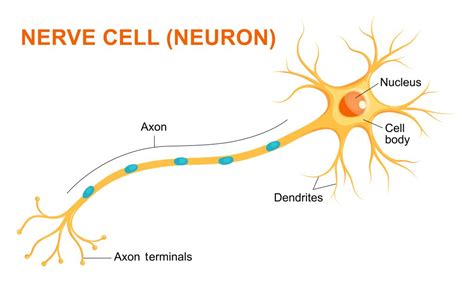 Structure Of A Nerve Cell Nerve Cell Reactive Oxygen Species | Porn Sex ...