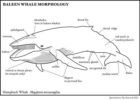 Pin by Angie Ari Coll on Human and animal bodies in school | Baleen ...