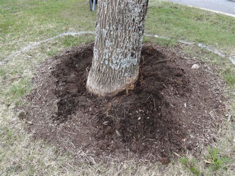 Proper Tree Mulching Techniques - Terrapin Landscapes