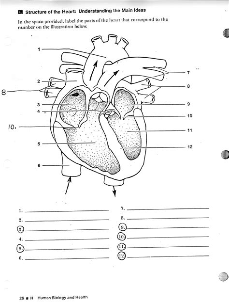 Heart Anatomy Worksheets