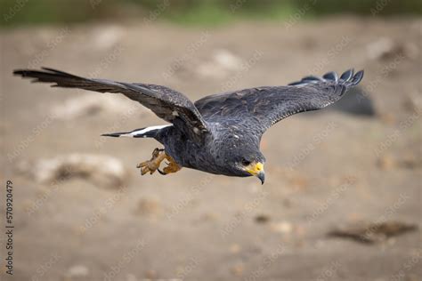 The common black hawk (Buteogallus anthracinus) is a bird of prey in ...