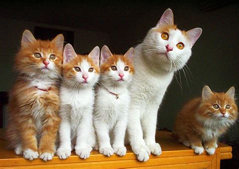 Fluffy Cat Family Portrait Photos - Love Meow