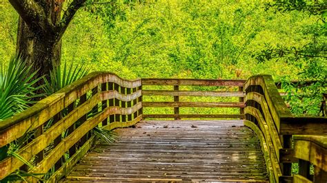 Wood Board Path Fence Bridge Green Trees Bushes Forest Nature ...