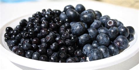 Learn about Food: Blueberry vs Bilberry: what's the difference?