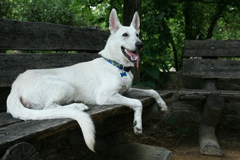 American White Shepherd - Puppies, Rescue, Pictures, Information ...