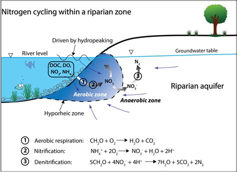 Denitrification Equation