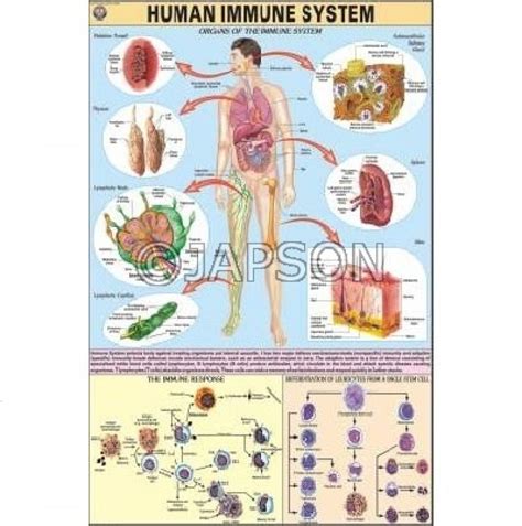 Human Physiology Charts, School Education - Charts - General Lab ...