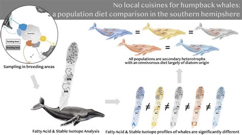 Future climate impacts put whale diet at risk - Griffith News