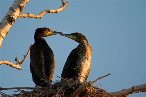 Cormorant, Phalacrocorax Carbo - Artur Rydzewski nature photography