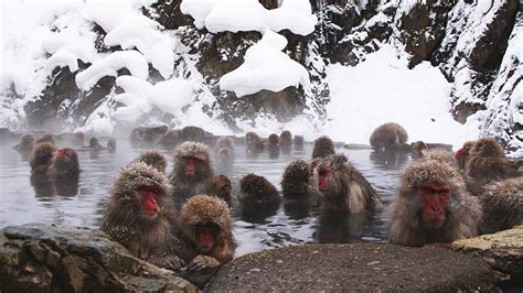 Jigokudani Monkey Park (Snow Monkeys) - Yamanouchi Travel