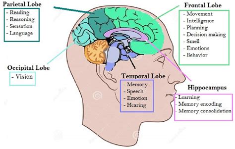 Brain Lobes And Functions