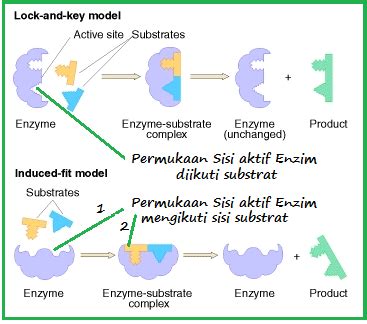 DUNIA ILMU SAINS: ENZIM